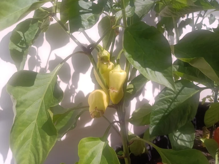 N-One Npad X tablet teszt 32