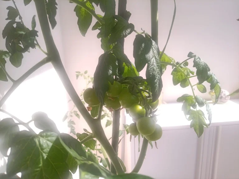 N-One Npad X tablet teszt 33