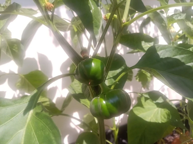 N-One Npad X tablet teszt 34