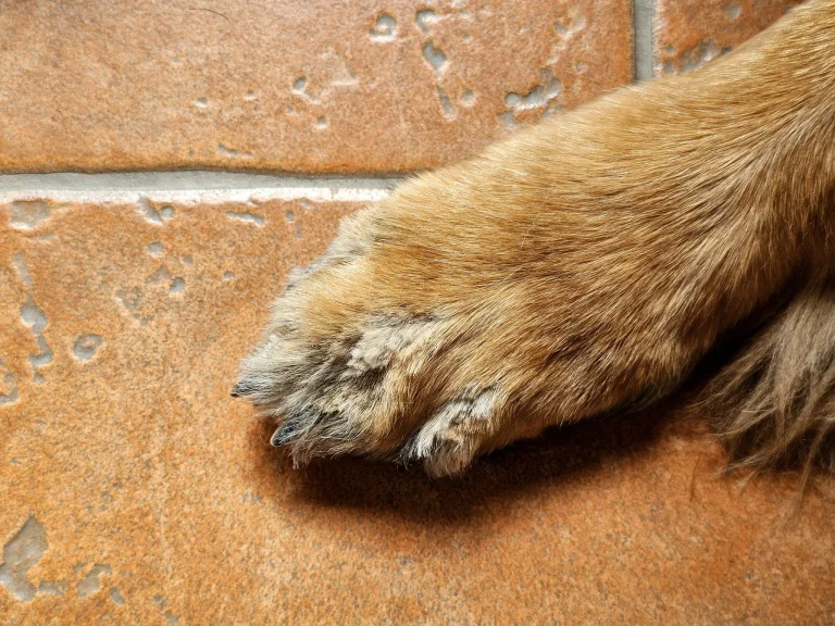 Ultenic P30 Combo kisállatápoló és szárító készlet teszt 25