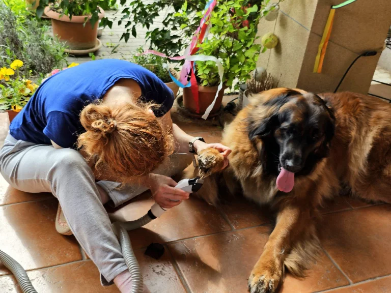 Ultenic P30 Combo kisállatápoló és szárító készlet teszt 24