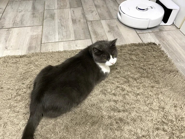 Narwal Freo X Plus önürítős robotporszívó teszt 38