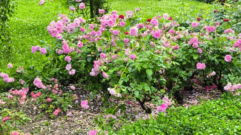 Prueba 6 del teléfono inteligente Poco X5 Pro 112G