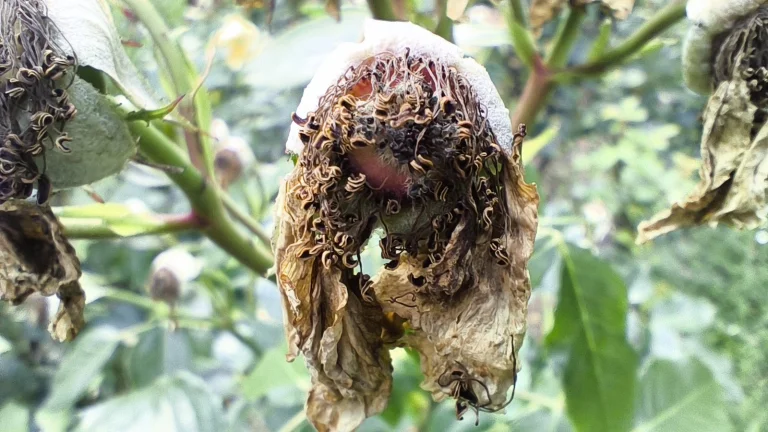 Prueba 6 del teléfono inteligente Poco X5 Pro 108G