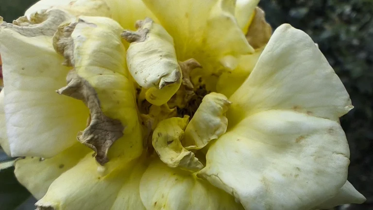 Prueba 6 del teléfono inteligente Poco X5 Pro 107G