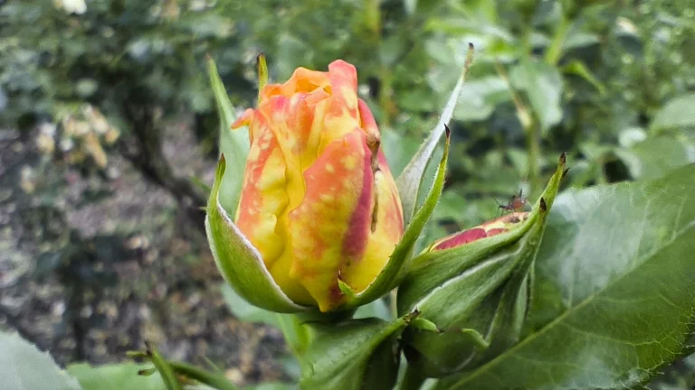 Prueba 6 del teléfono inteligente Poco X5 Pro 106G