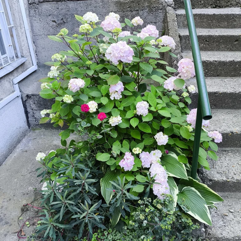 Prueba 6 del teléfono inteligente Poco X5 Pro 77G