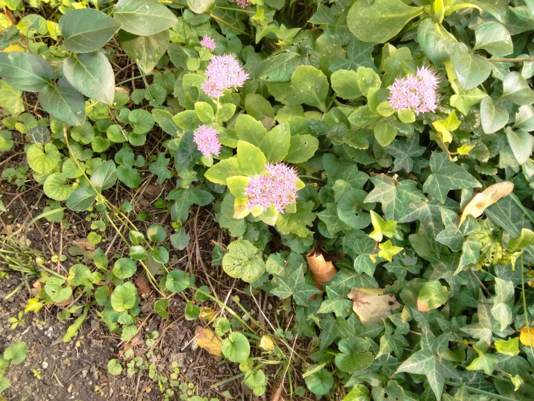 Xiaomi Poco Pad tablet test 58