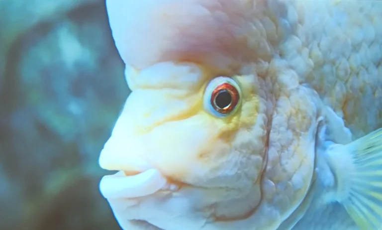 Prueba 50 del proyector Ultimea Apollo P16