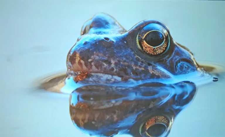 Prueba 50 del proyector Ultimea Apollo P17