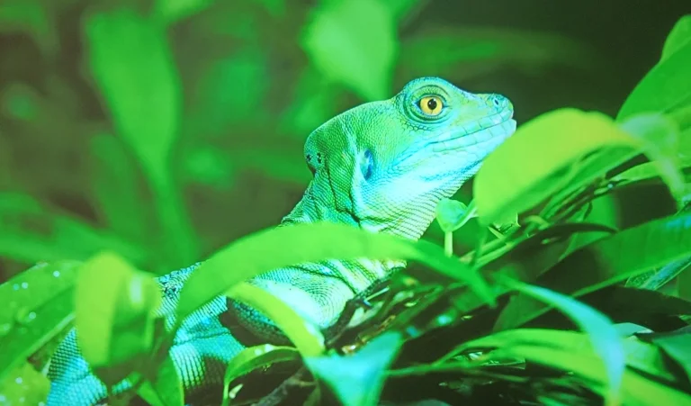 Prueba 50 del proyector Ultimea Apollo P18