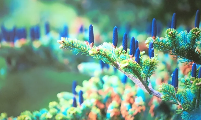 Prueba 50 del proyector Ultimea Apollo P22