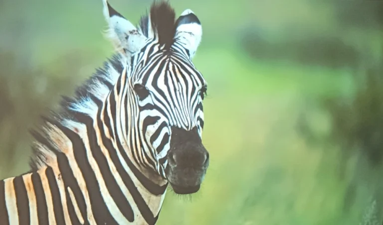 Prueba 50 del proyector Ultimea Apollo P21