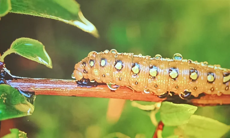 BlitzWolf BW-V10 Ultra projektor teszt 19