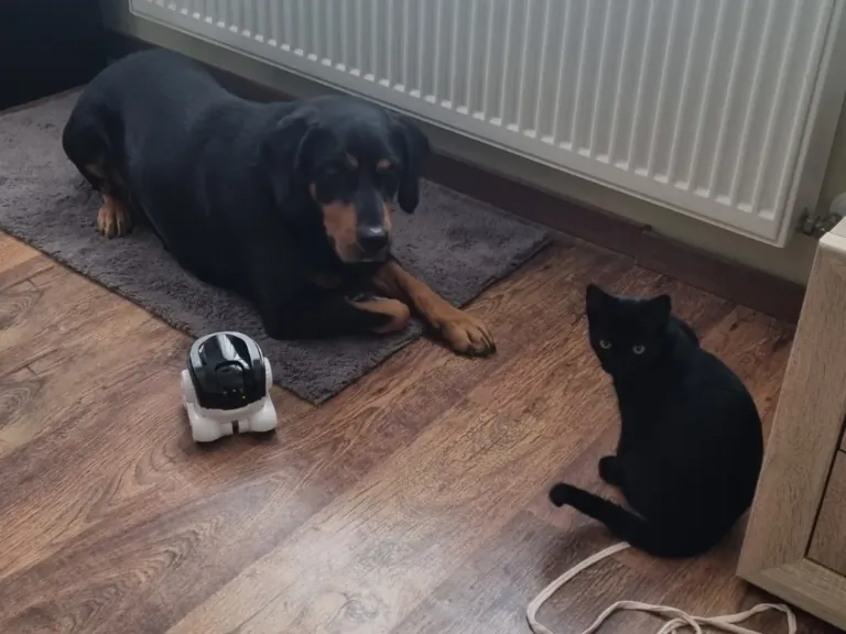 Okos kisállatfigyelő kamera mini teszt 24