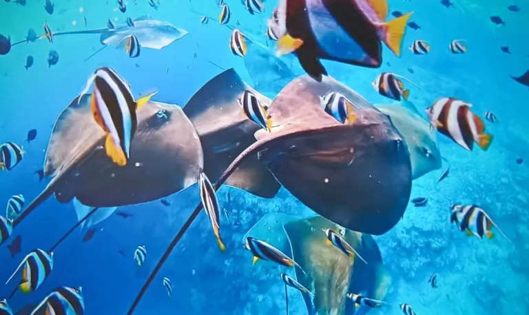 Prueba del proyector ETOE Starfish Plus 18