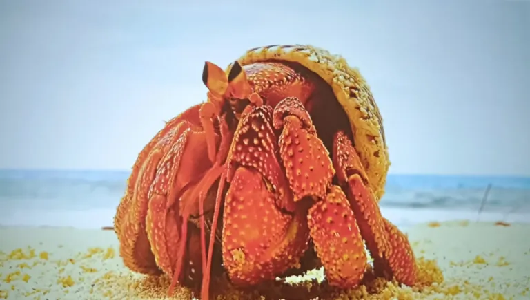 Prueba del proyector ETOE Starfish Plus 19