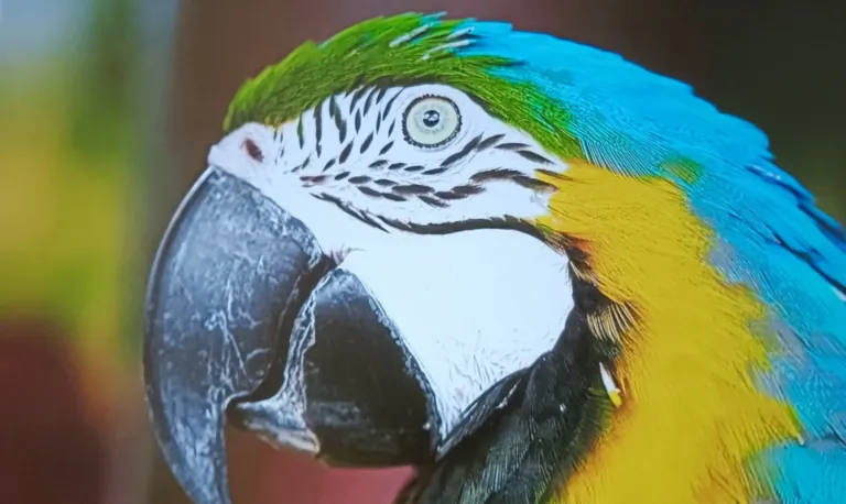 Prueba del proyector ETOE Starfish Plus 20