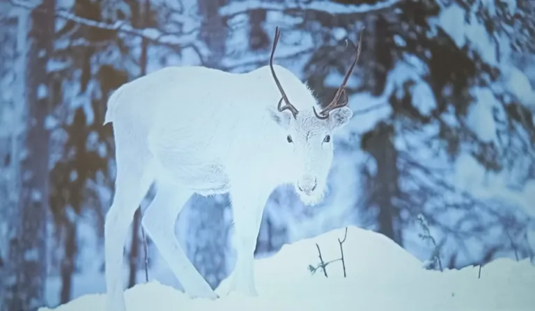 Prueba del proyector ETOE Starfish Plus 21