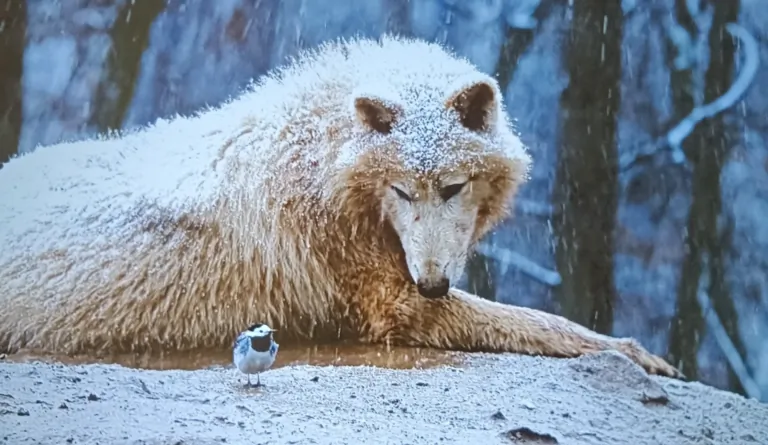 Prueba del proyector ETOE Starfish Plus 22