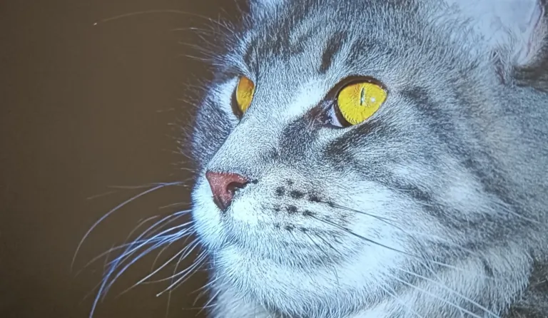 Prueba del proyector ETOE Starfish Plus 24