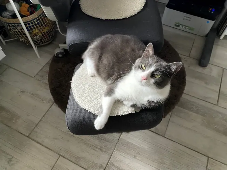 NEWTRAL Freedom-X-FF ergonomikus szék teszt 12