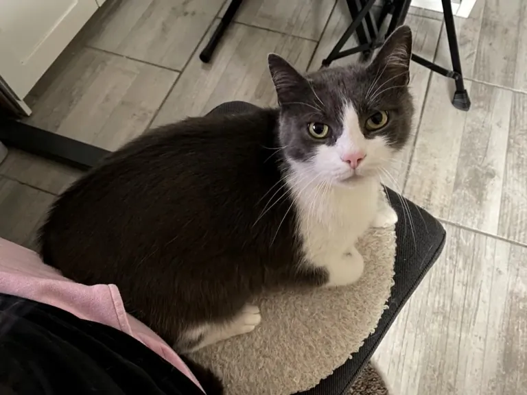 NEWTRAL Freedom-X-FF ergonomikus szék teszt 13