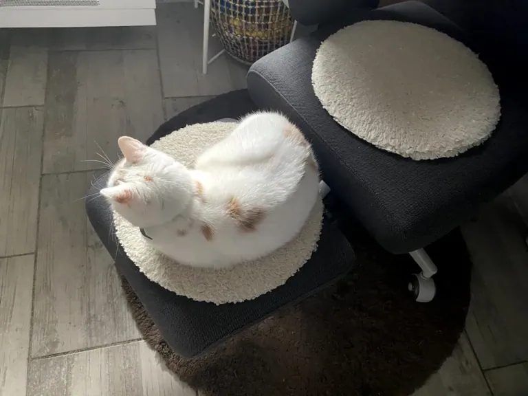 NEWTRAL Freedom-X-FF ergonomikus szék teszt 20