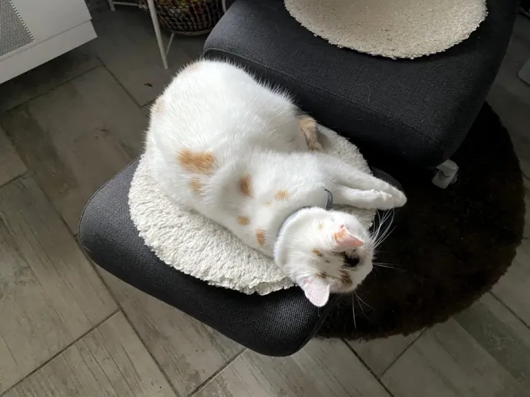 NEWTRAL Freedom-X-FF ergonomikus szék teszt 21