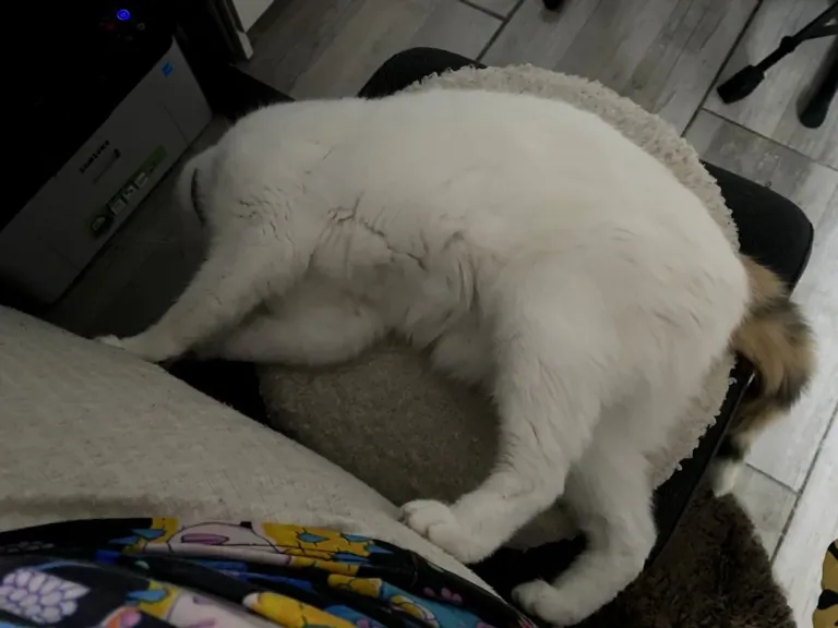 NEWTRAL Freedom-X-FF ergonomikus szék teszt 24