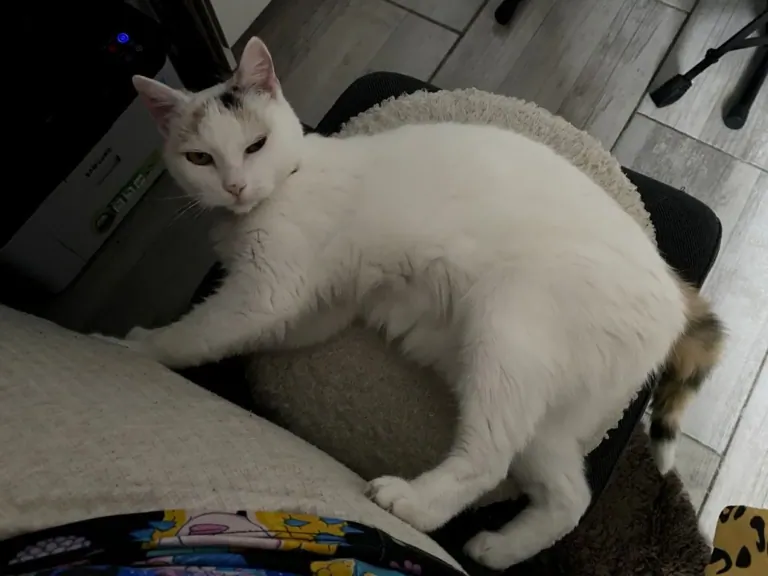 NEWTRAL Freedom-X-FF ergonomikus szék teszt 25