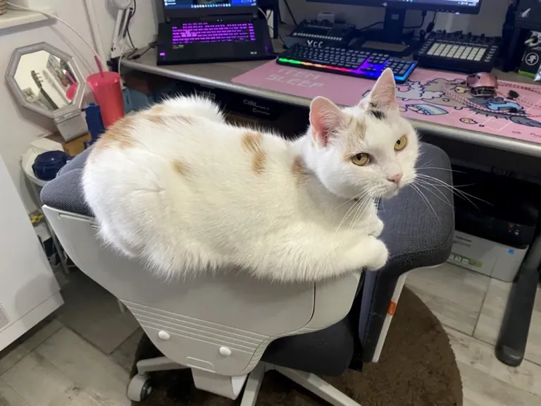 NEWTRAL Freedom-X-FF ergonomikus szék teszt 26