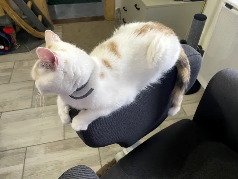 NEWTRAL Freedom-X-FF ergonomikus szék teszt 27