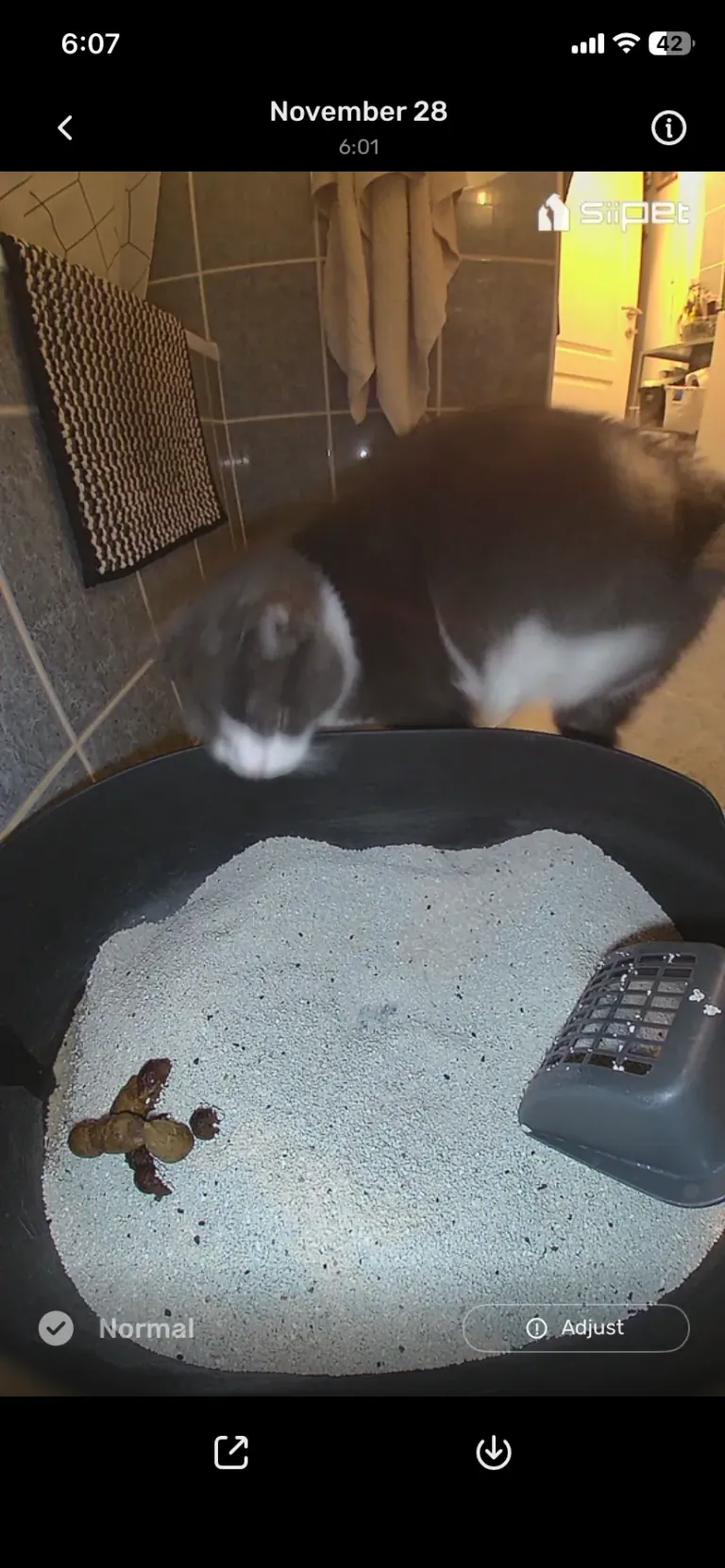 SiiPet LitterLens okos macskaalom-figyelő kamera teszt 24