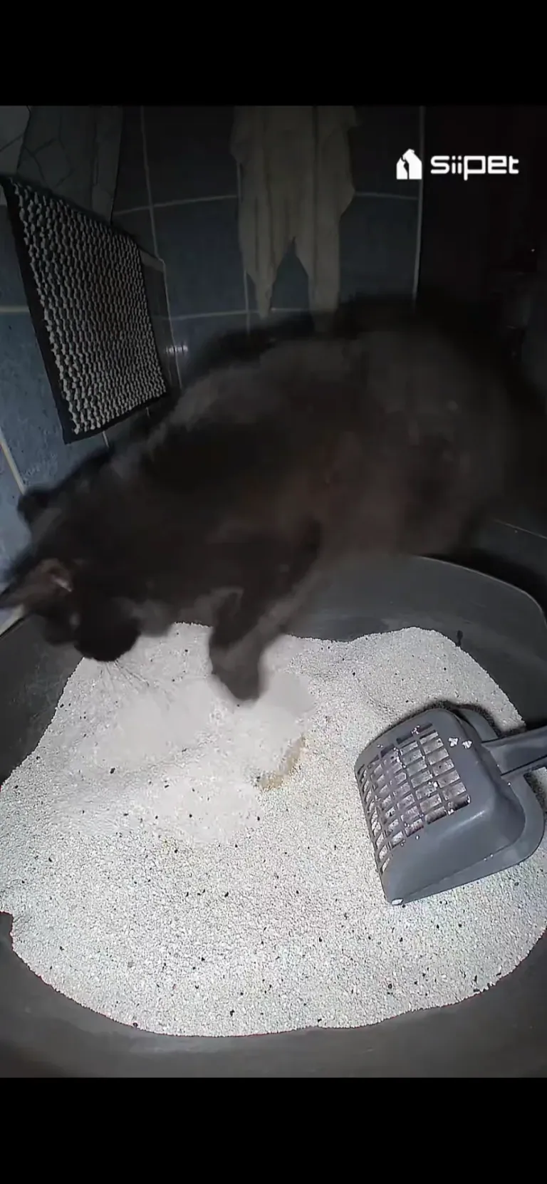 SiiPet LitterLens okos macskaalom-figyelő kamera teszt 26