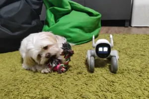 Test du robot-chien Loona EPP3.0