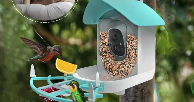 ZANLURE madáretető: a kerted saját Natgeo csatornája 1